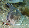  We followed this stargazer around about 10 minutes...it would swim away bury itself then unbury etc.Canon S90 Fix Housing Inon S2000 StrobesBlue Heron Bridge Riviera Beach FL minutesit minutes etc. etc S-2000 2000  